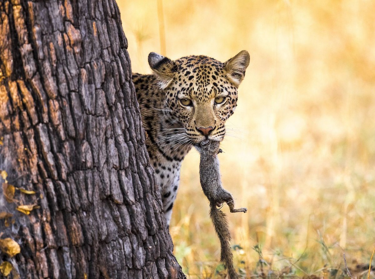 Леопард, охота на белку в Ботсване 2