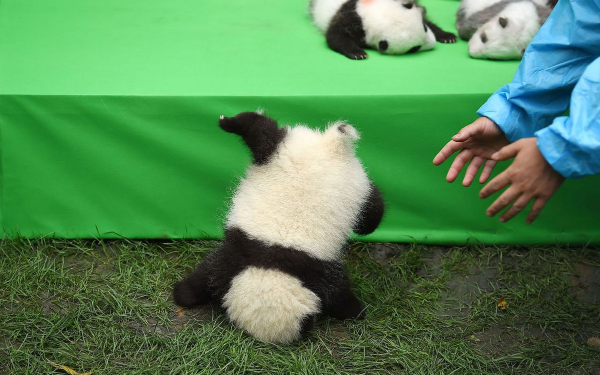 Питомник панд в Китае 10