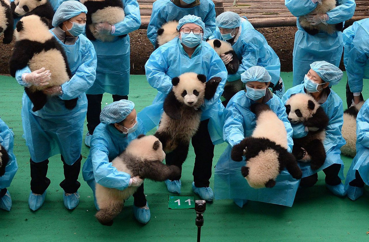 Питомник панд в Китае 2
