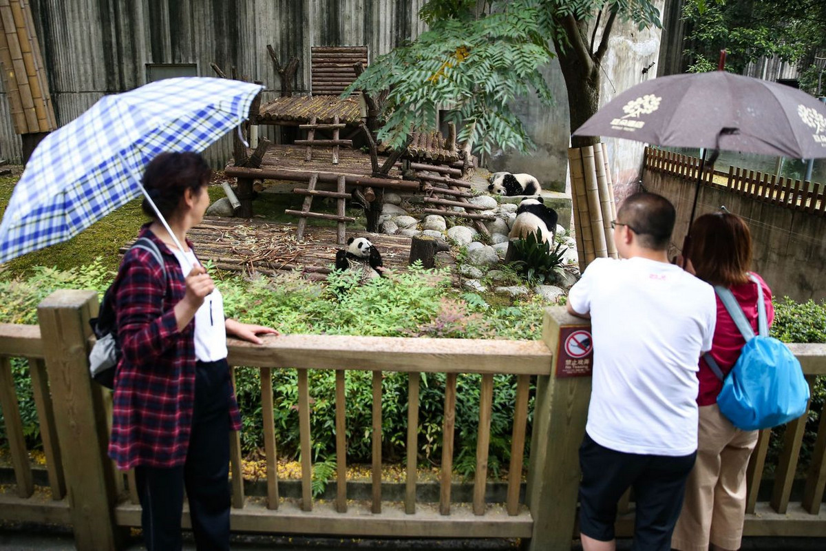 Питомник панд в Китае 5