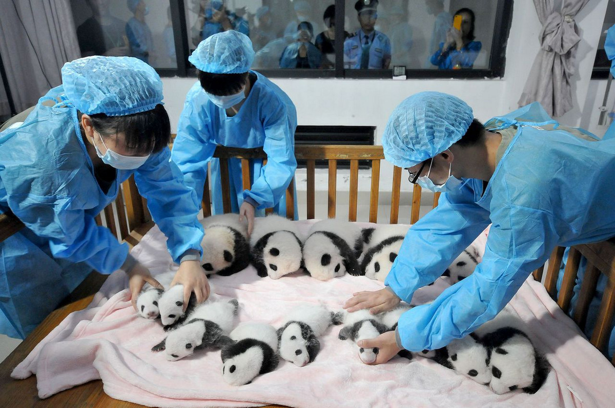 Питомник панд в Китае 8