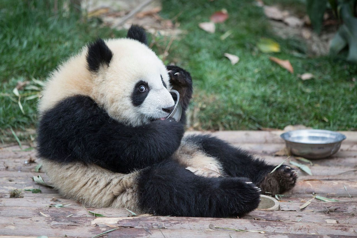 Питомник панд в Китае 9