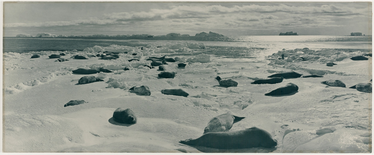 Первая Австралийская антарктическая экспедиция в фотографиях Фрэнка Хёрли 1911-1914 19