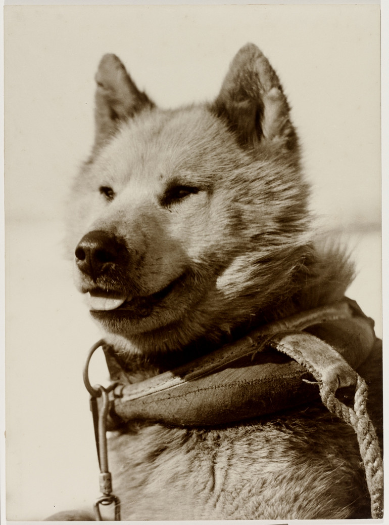 Первая Австралийская антарктическая экспедиция в фотографиях Фрэнка Хёрли 1911-1914 23