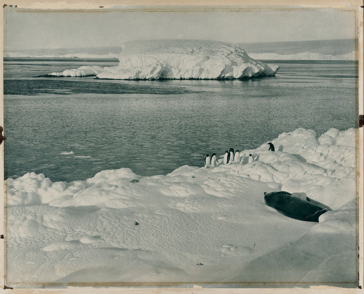 Первая Австралийская антарктическая экспедиция в фотографиях Фрэнка Хёрли 1911-1914 25