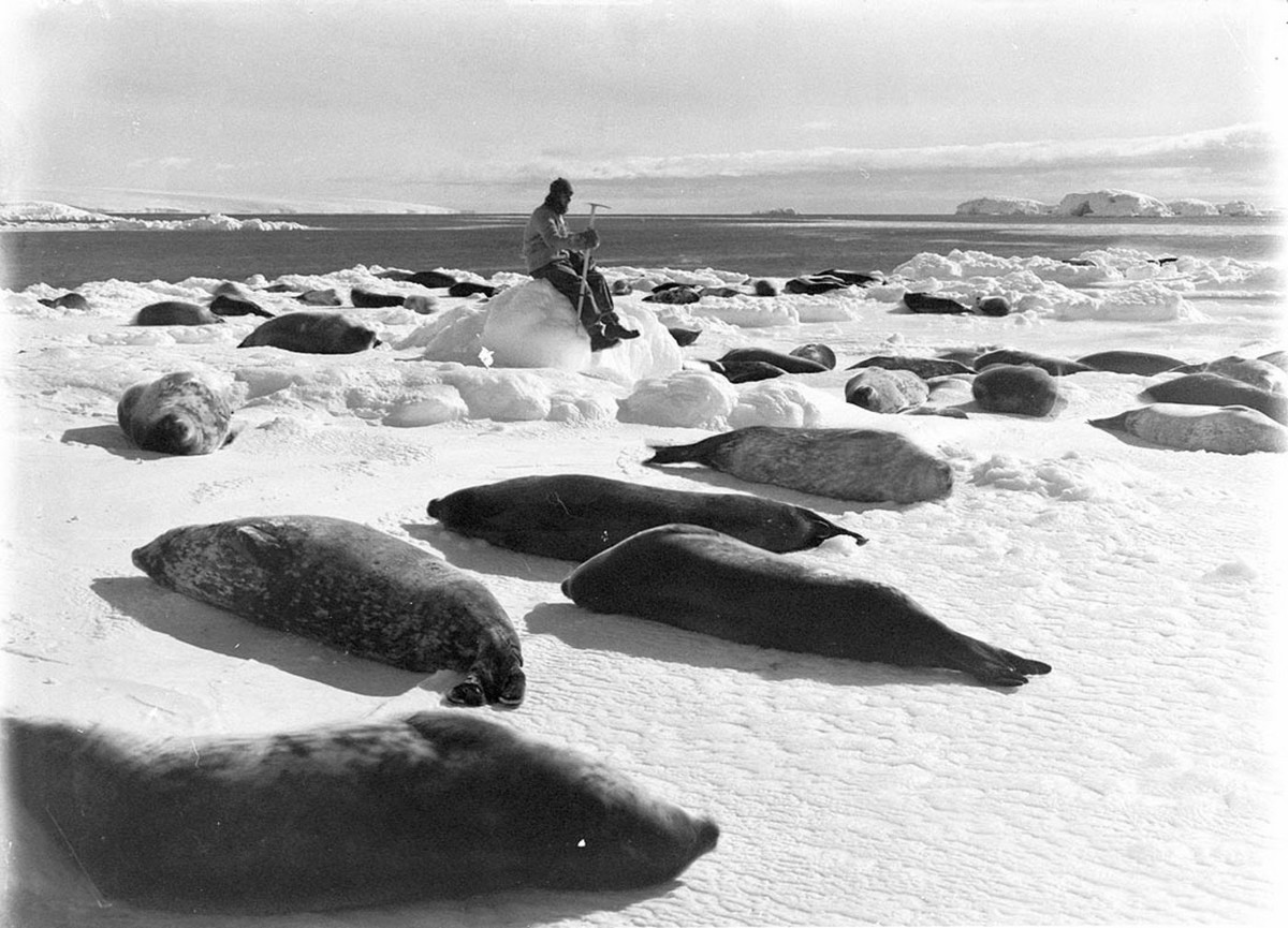 Первая Австралийская антарктическая экспедиция в фотографиях Фрэнка Хёрли 1911-1914 46