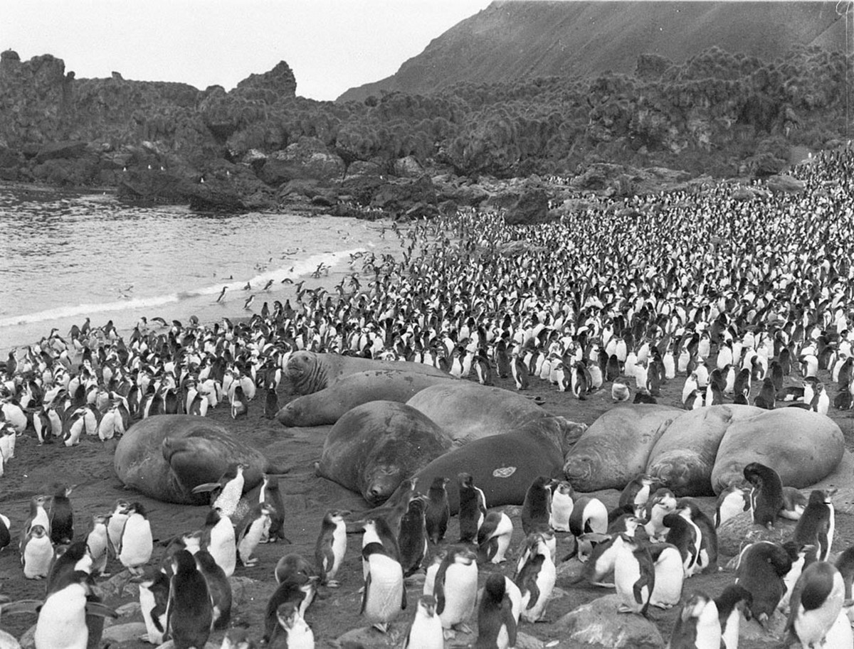 Первая Австралийская антарктическая экспедиция в фотографиях Фрэнка Хёрли 1911-1914 47