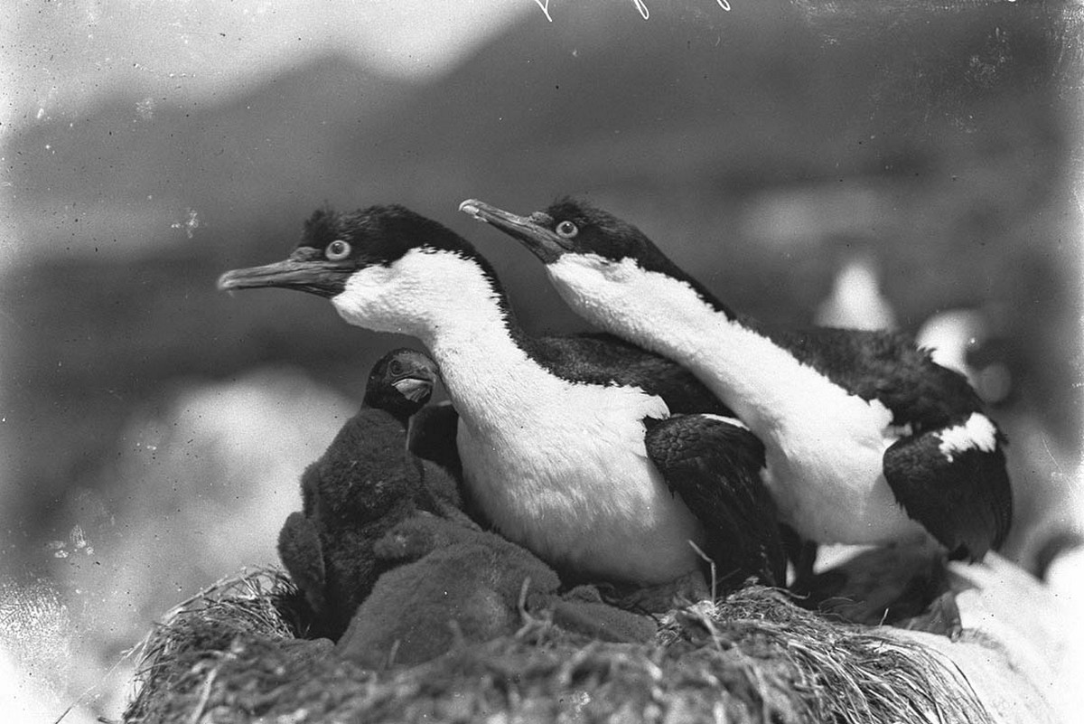 Первая Австралийская антарктическая экспедиция в фотографиях Фрэнка Хёрли 1911-1914 60