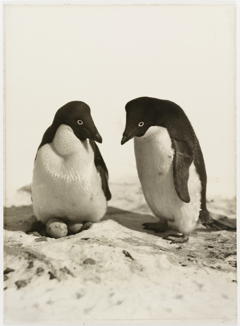 Первая Австралийская антарктическая экспедиция в фотографиях Фрэнка Хёрли 1911-1914 7