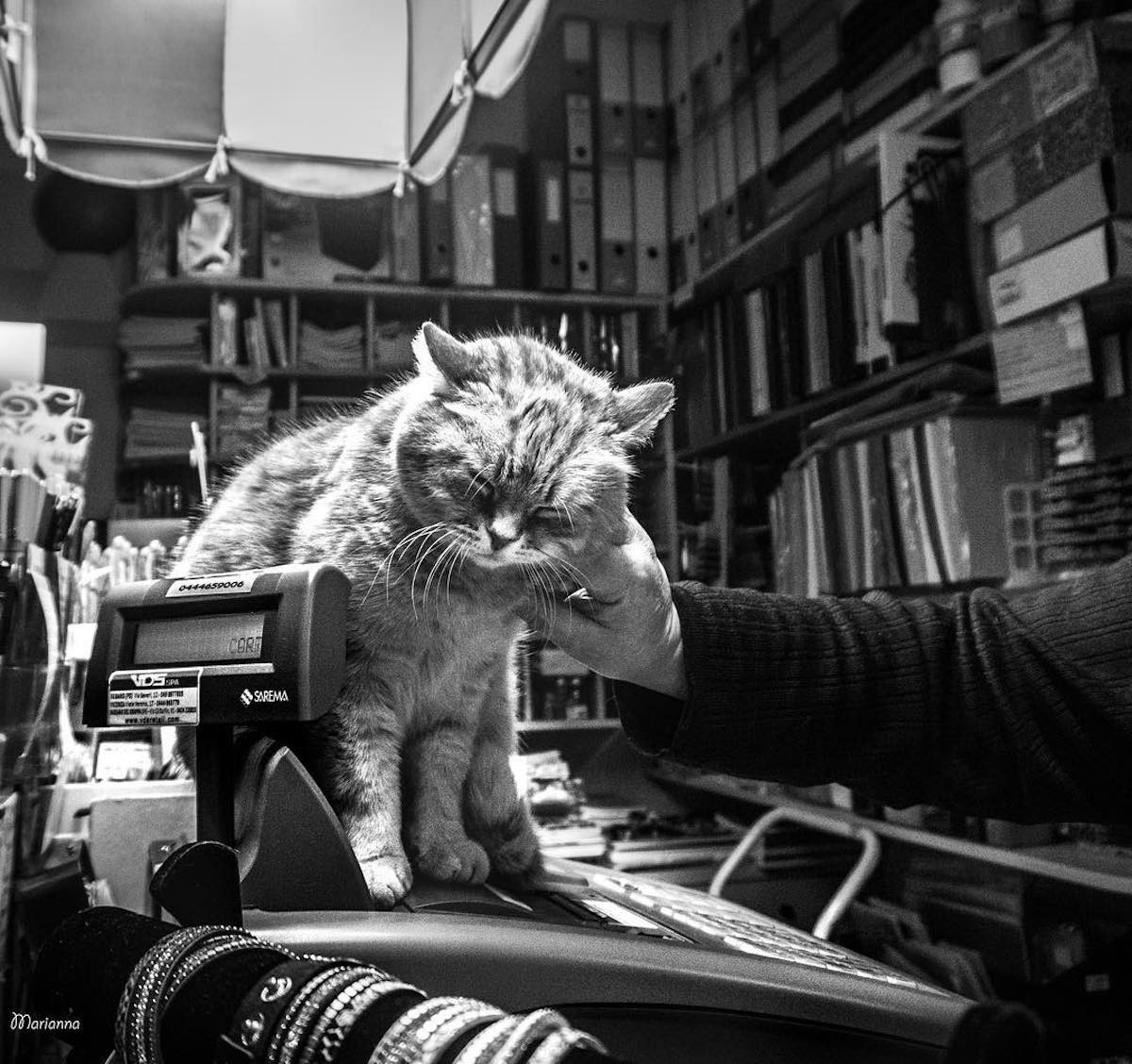 Фотографии кошек, которые живут в местах, где работают люди 17
