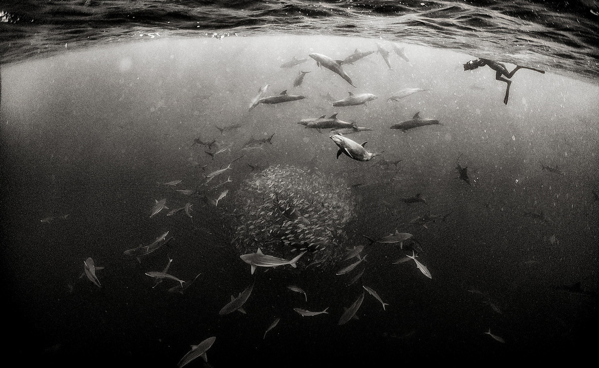 Подводное царство духозахватые чёрно-белые фотографии жизни под водой 10