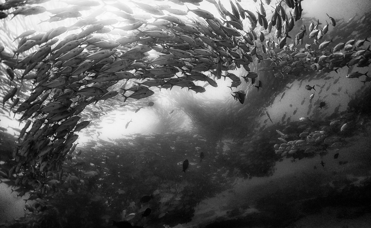 Подводное царство духозахватые чёрно-белые фотографии жизни под водой 11