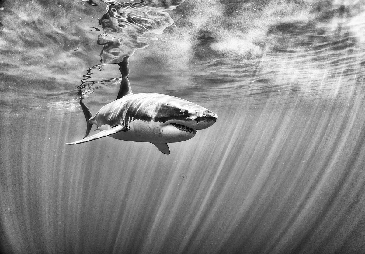 Подводное царство духозахватые чёрно-белые фотографии жизни под водой 13