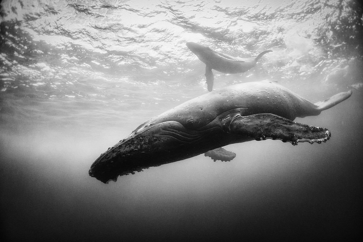 Подводное царство духозахватые чёрно-белые фотографии жизни под водой 14