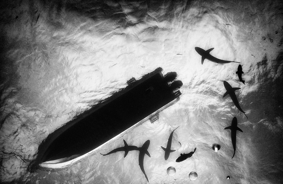 Подводное царство духозахватые чёрно-белые фотографии жизни под водой 15