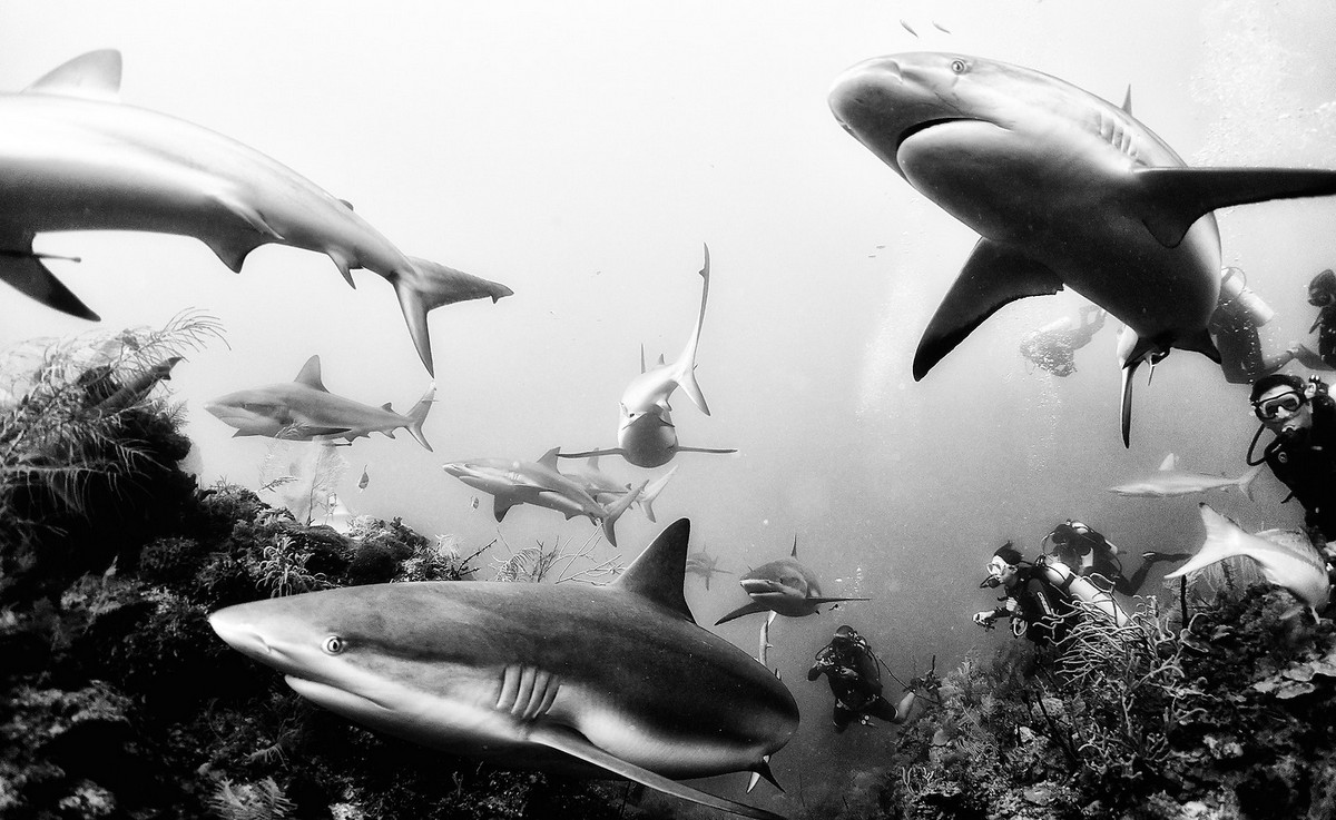 Подводное царство духозахватые чёрно-белые фотографии жизни под водой 17