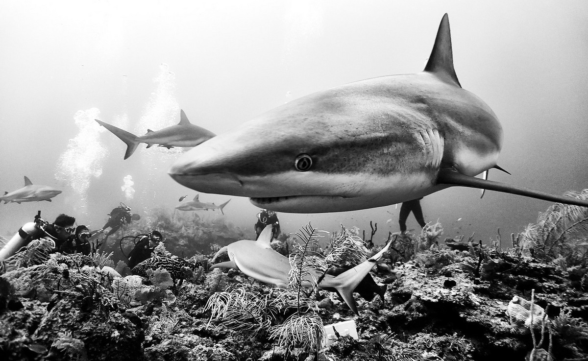 Подводное царство духозахватые чёрно-белые фотографии жизни под водой 18