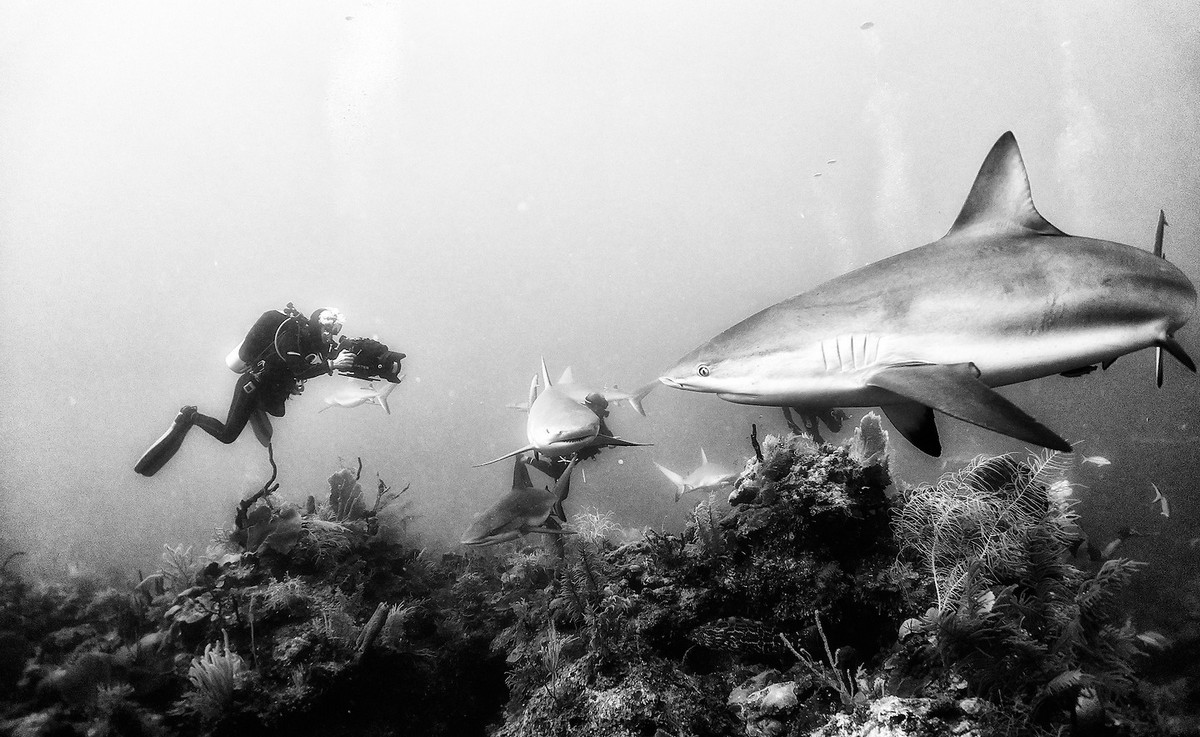 Подводное царство духозахватые чёрно-белые фотографии жизни под водой 19
