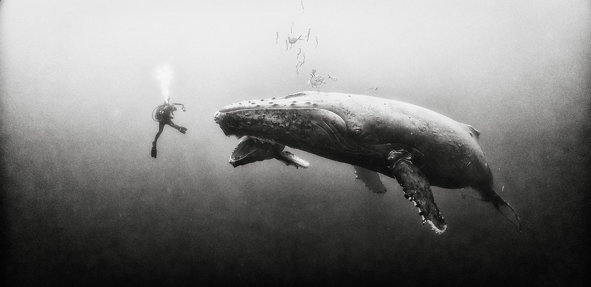 Подводное царство духозахватые чёрно-белые фотографии жизни под водой 2