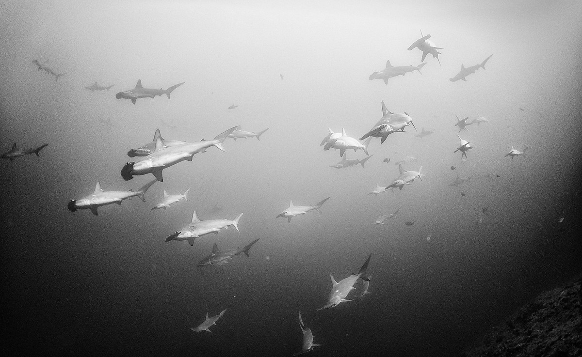 Подводное царство духозахватые чёрно-белые фотографии жизни под водой 20