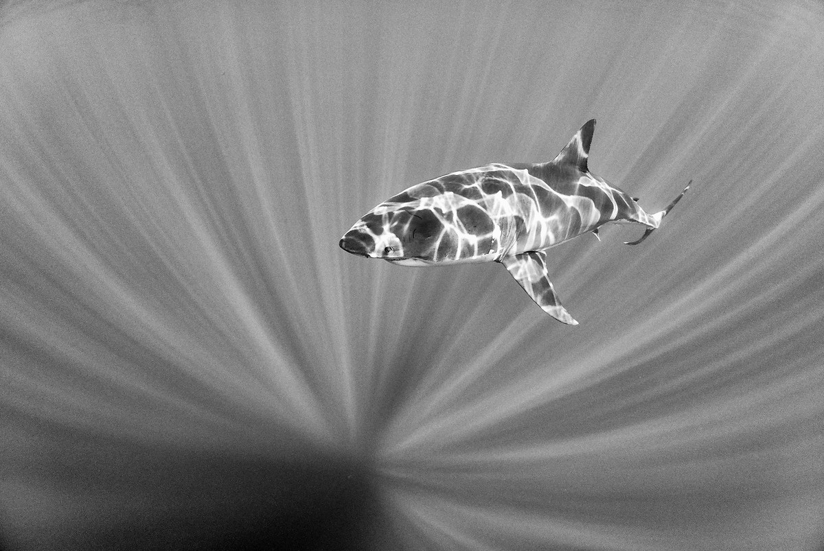 Подводное царство духозахватые чёрно-белые фотографии жизни под водой 21