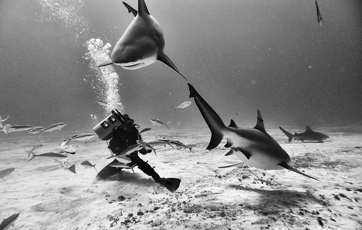 Подводное царство духозахватые чёрно-белые фотографии жизни под водой 22