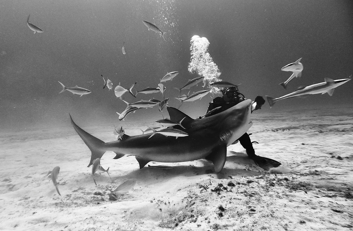 Подводное царство духозахватые чёрно-белые фотографии жизни под водой 23