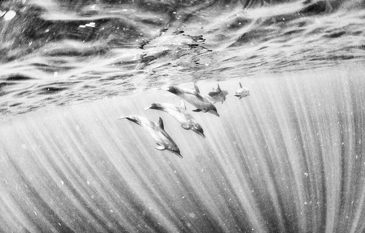 Подводное царство духозахватые чёрно-белые фотографии жизни под водой 24