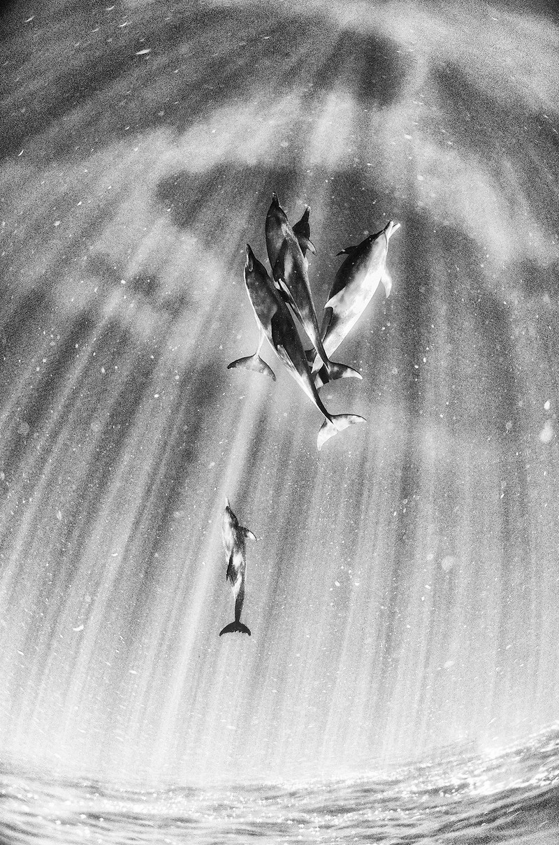 Подводное царство духозахватые чёрно-белые фотографии жизни под водой 25