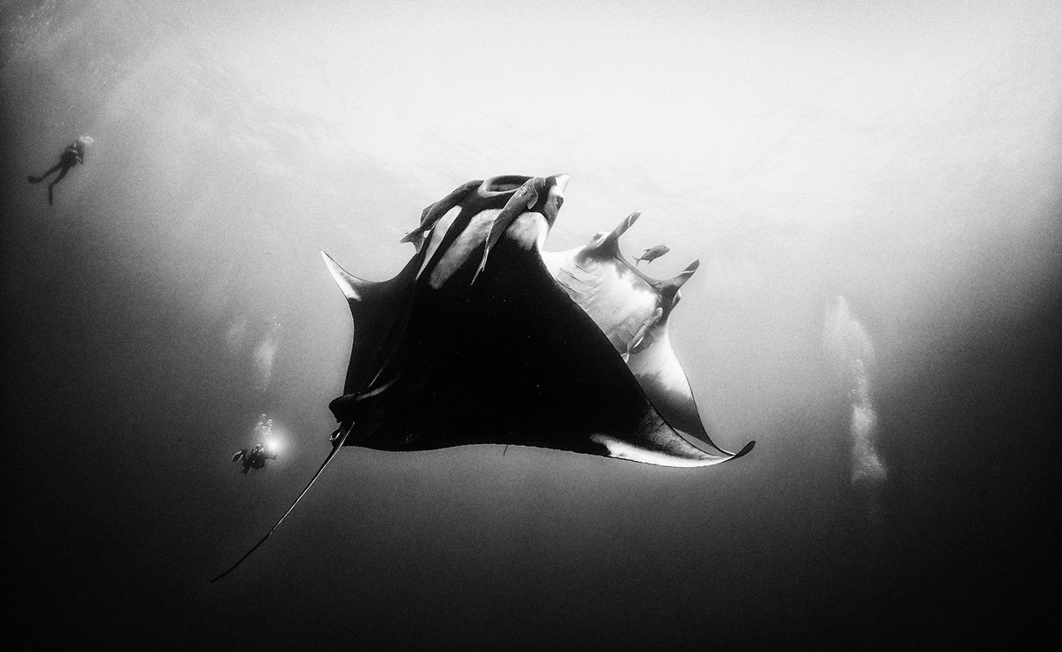 Подводное царство духозахватые чёрно-белые фотографии жизни под водой 28