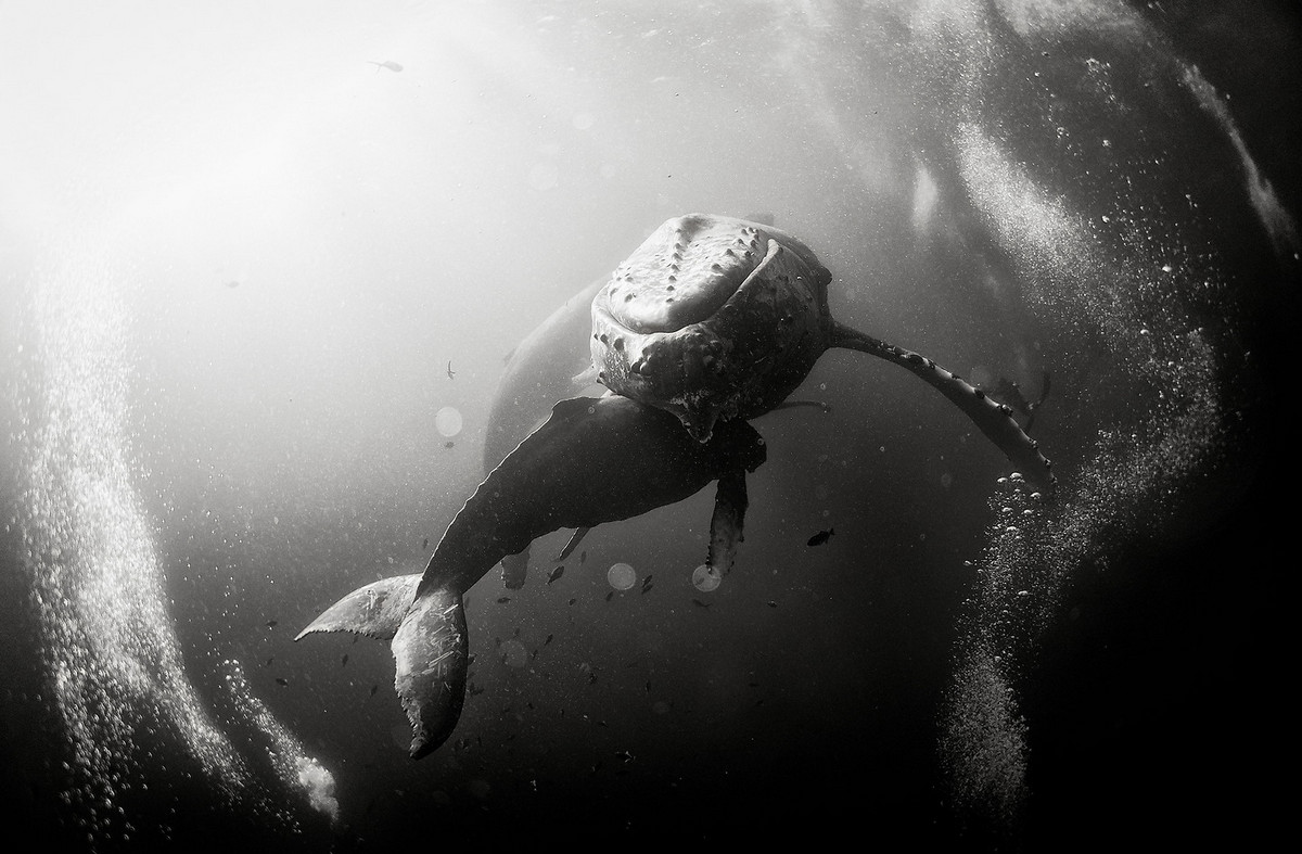 Подводное царство духозахватые чёрно-белые фотографии жизни под водой 3