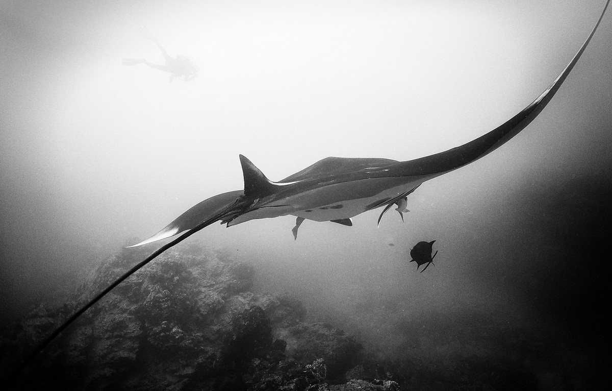 Подводное царство духозахватые чёрно-белые фотографии жизни под водой 30