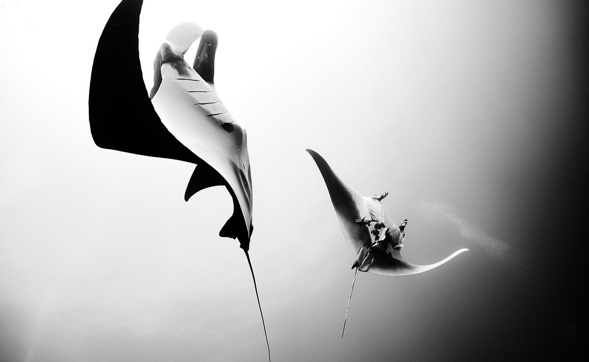 Подводное царство духозахватые чёрно-белые фотографии жизни под водой 31