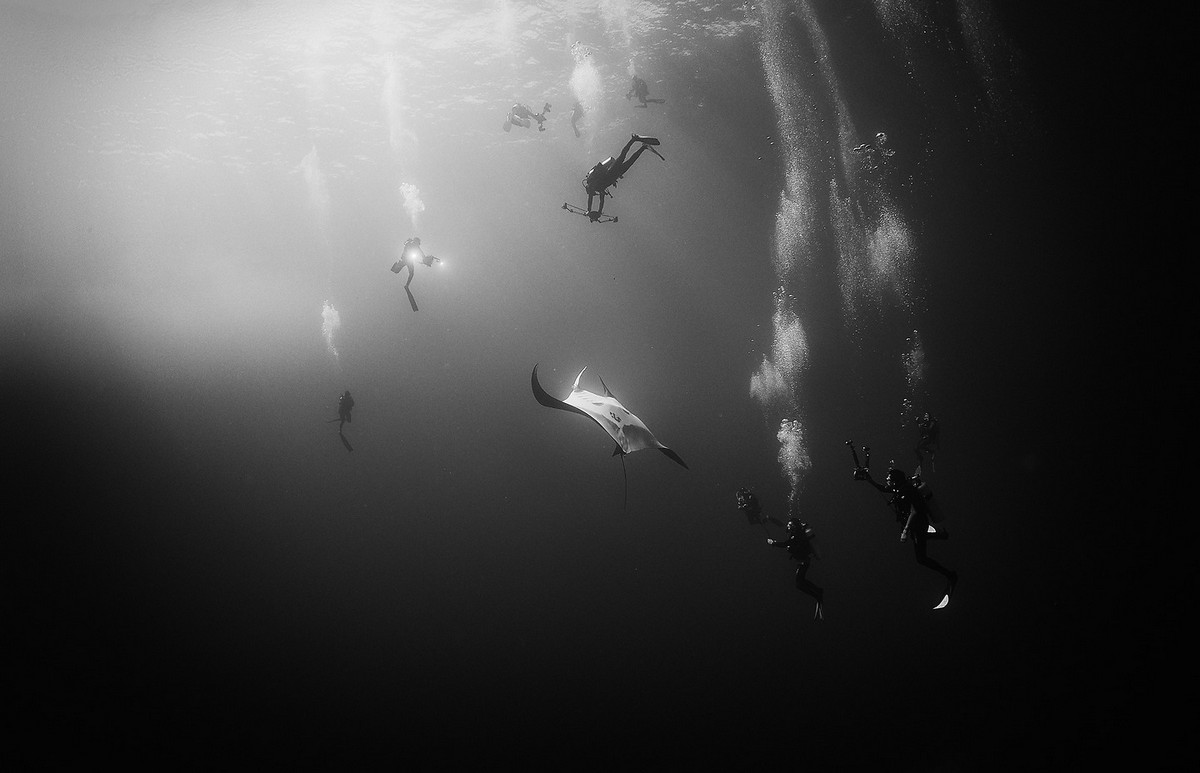 Подводное царство духозахватые чёрно-белые фотографии жизни под водой 32
