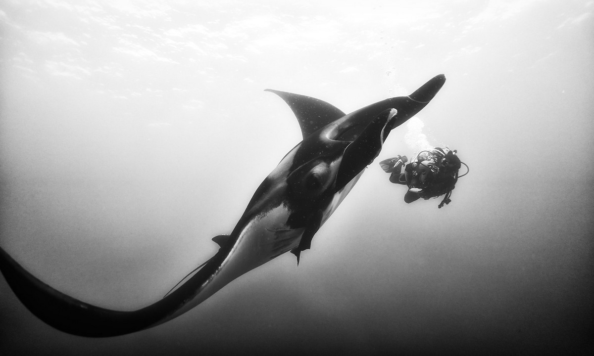 Подводное царство духозахватые чёрно-белые фотографии жизни под водой 33