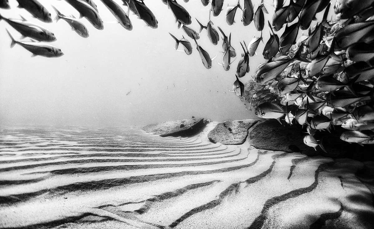 Подводное царство духозахватые чёрно-белые фотографии жизни под водой 37