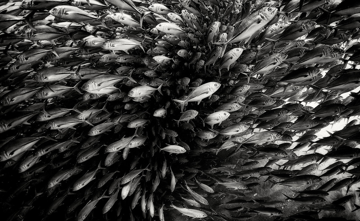 Подводное царство духозахватые чёрно-белые фотографии жизни под водой 38