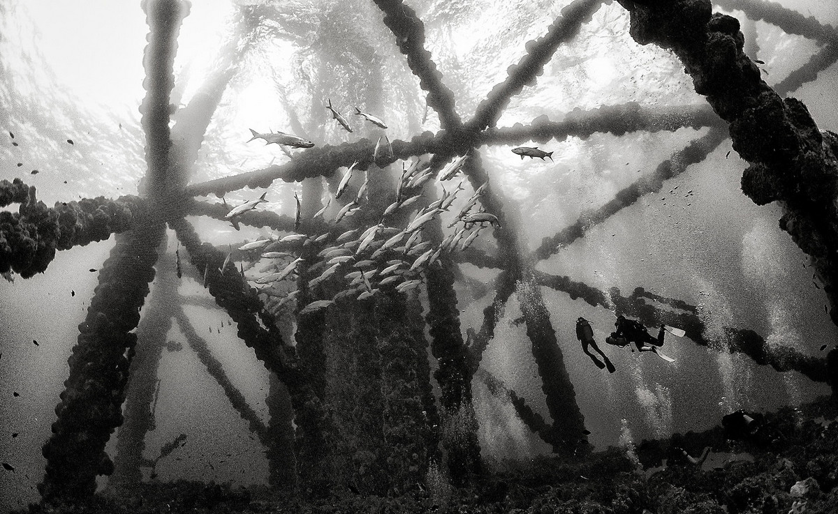 Подводное царство духозахватые чёрно-белые фотографии жизни под водой 39
