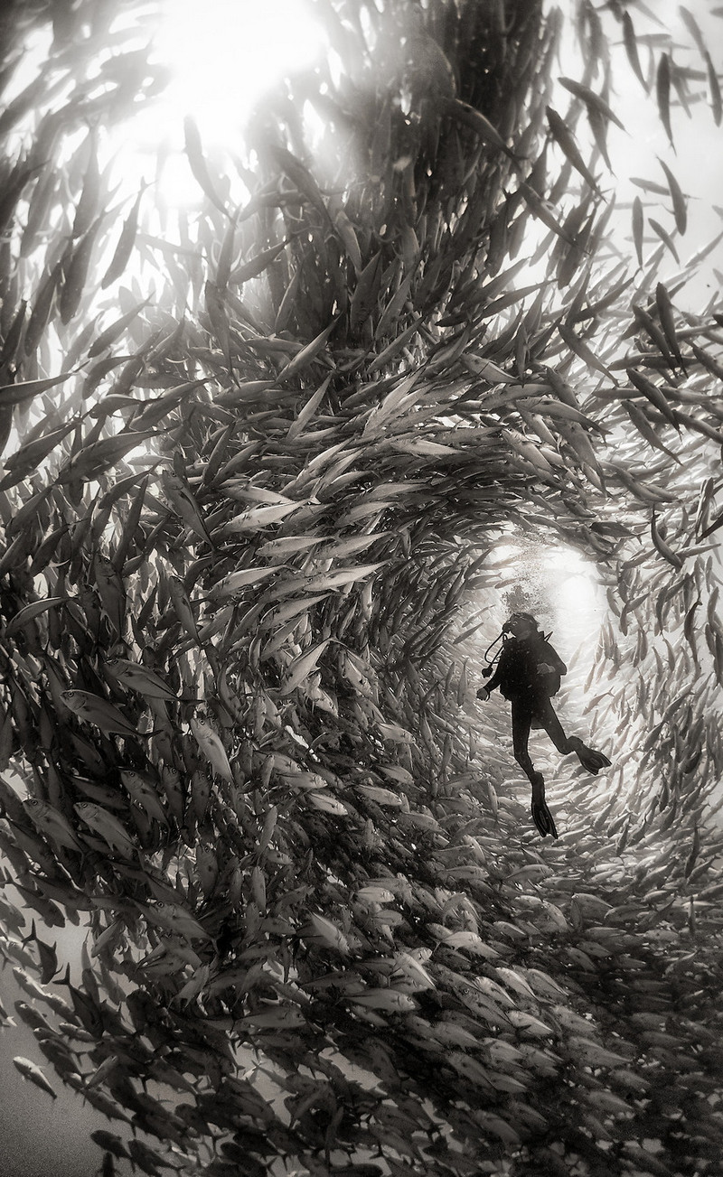 Подводное царство духозахватые чёрно-белые фотографии жизни под водой 4