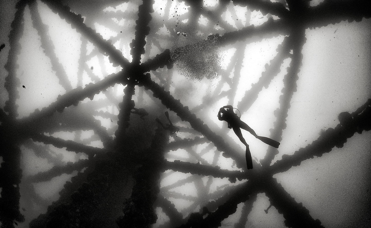 Подводное царство духозахватые чёрно-белые фотографии жизни под водой 41