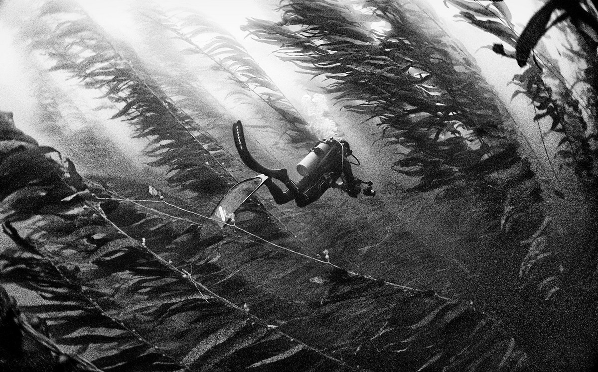 Подводное царство духозахватые чёрно-белые фотографии жизни под водой 43