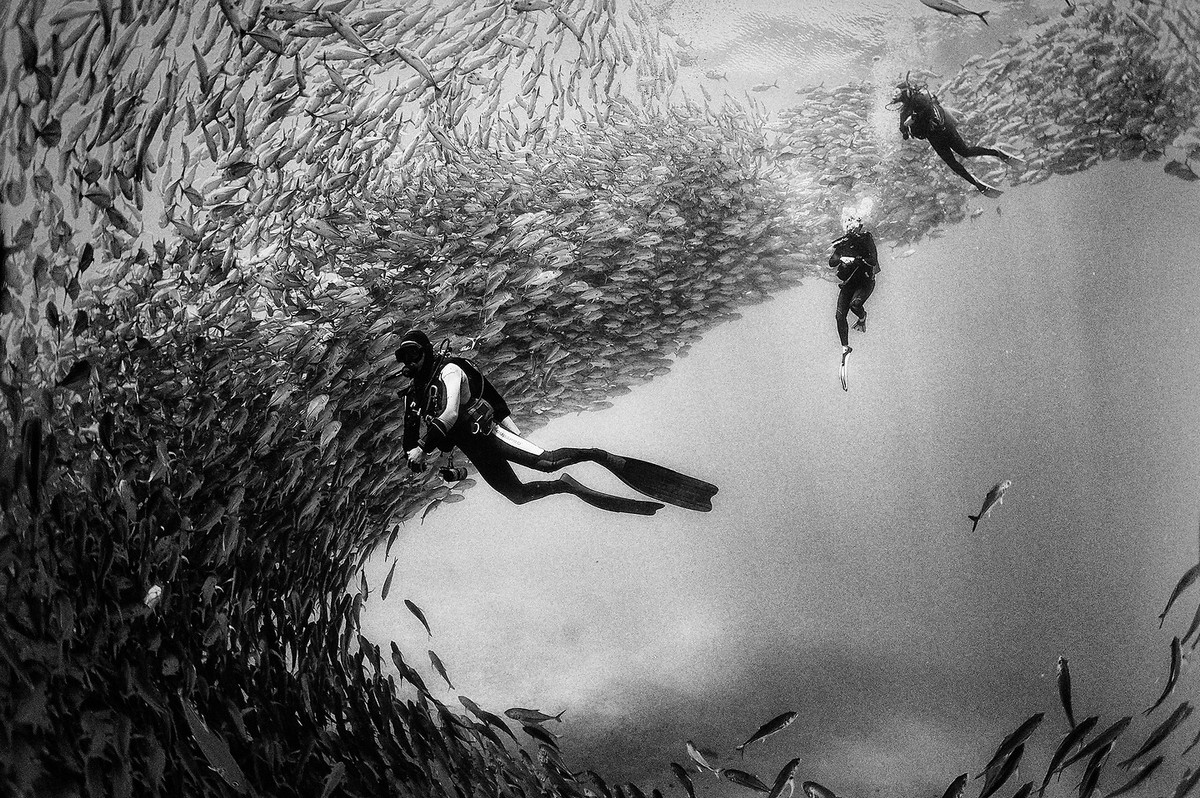 Подводное царство духозахватые чёрно-белые фотографии жизни под водой 46