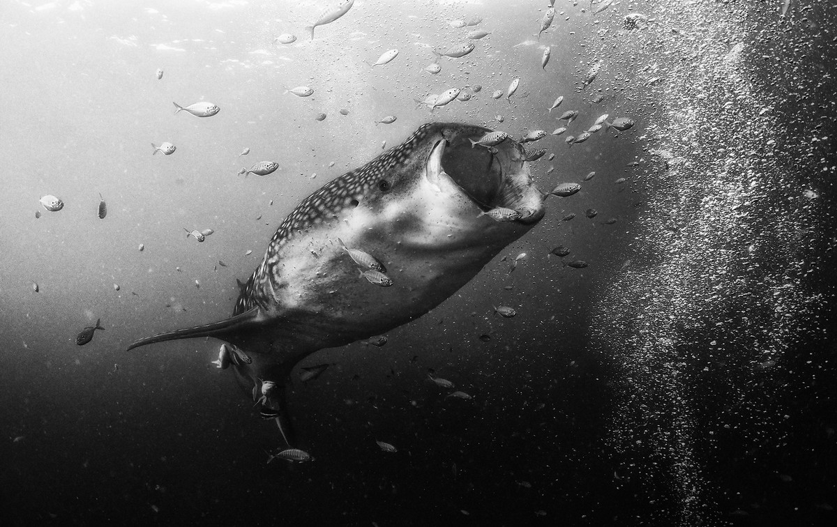 Подводное царство духозахватые чёрно-белые фотографии жизни под водой 47