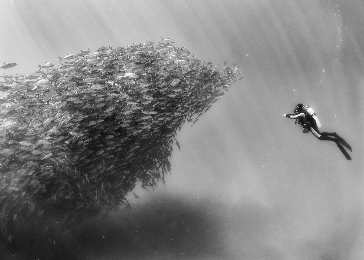 Подводное царство духозахватые чёрно-белые фотографии жизни под водой 48