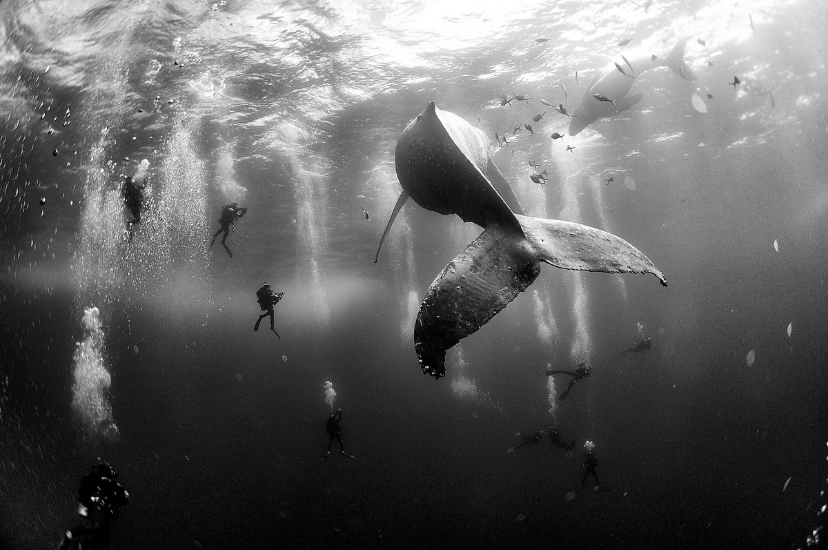 Подводное царство духозахватые чёрно-белые фотографии жизни под водой 50