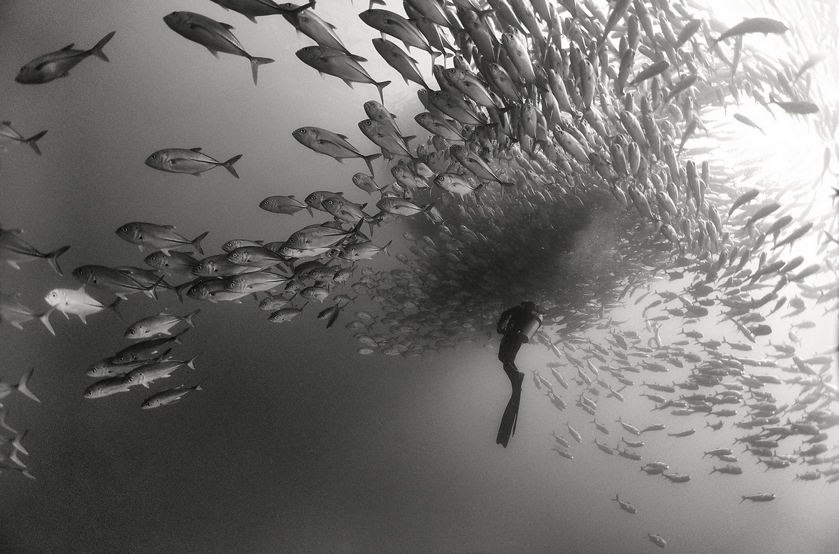 Подводное царство духозахватые чёрно-белые фотографии жизни под водой 6