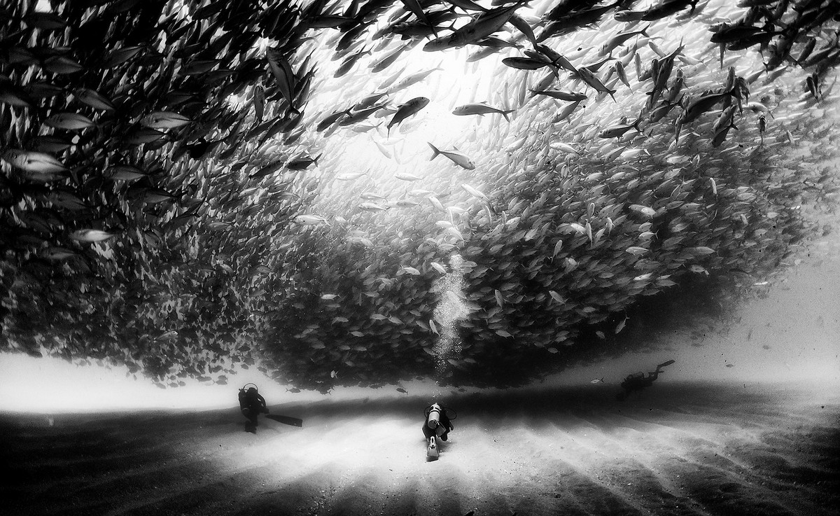 Подводное царство духозахватые чёрно-белые фотографии жизни под водой 7