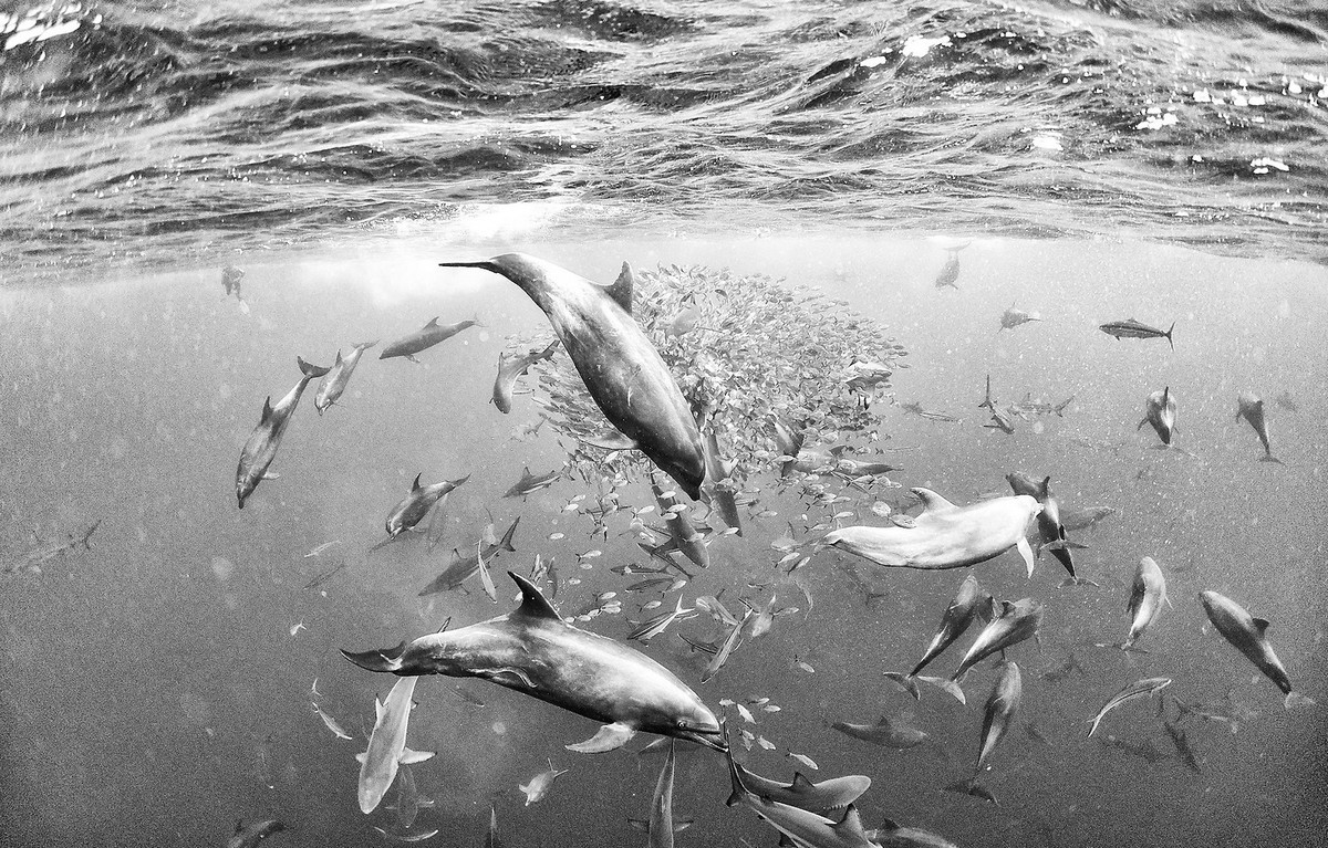 Подводное царство духозахватые чёрно-белые фотографии жизни под водой 8