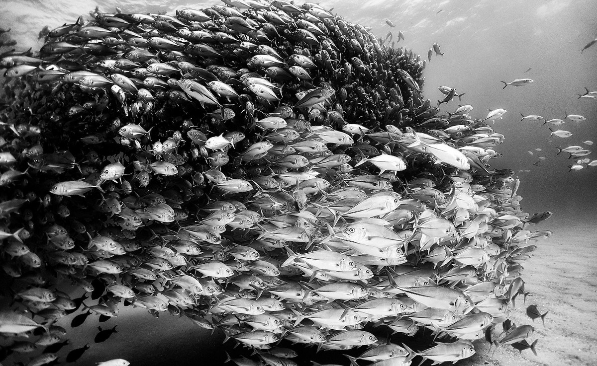 Подводное царство духозахватые чёрно-белые фотографии жизни под водой 9