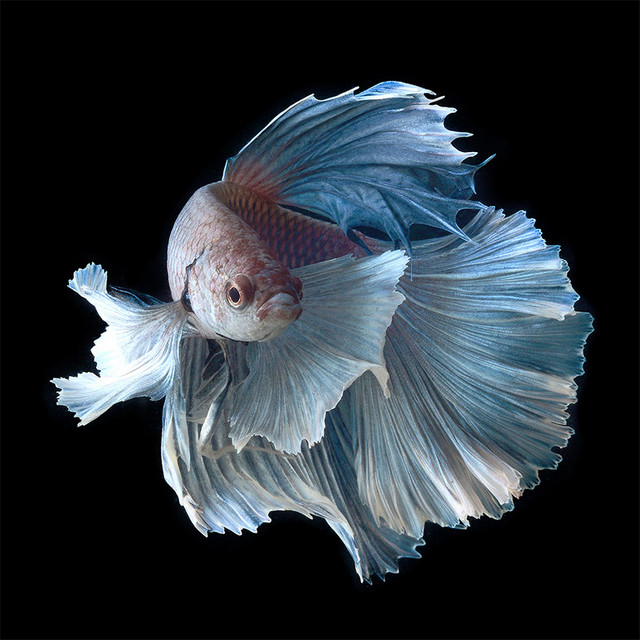 потрясающие фотографии рыб-5